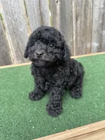 Chase, a male Poodle - Miniature  for sale in Walnut, MS – 2 of 6