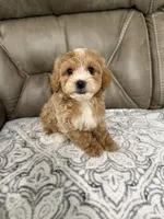 Nolan, a male Miniature Goldendoodle for sale in Walnut, MS – 2 of 8