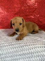 Bella, a female Miniature Dachshund for sale in Walnut, MS – Photo 2 of 8