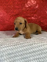 Bella, a female Miniature Dachshund for sale in Walnut, MS – Photo 4 of 8