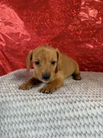 Bella, a female Miniature Dachshund for sale in Walnut, MS – Photo 3 of 8