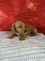 Bella, a female Miniature Dachshund for sale in Walnut, MS – Photo 5 of 8