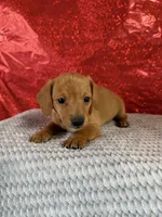 Bella, a female Miniature Dachshund for sale in Walnut, MS – Photo 1 of 8