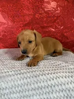 Bella, a female Miniature Dachshund for sale in Walnut, MS – Photo 7 of 8