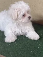 Snow , a female Maltese for sale in Walnut, MS – 4 of 5