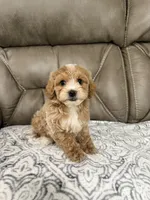 Nolan, a male Miniature Goldendoodle for sale in Walnut, MS – 8 of 8