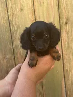 Lady, a female Miniature Dachshund for sale in Walnut, MS – 1 of 6