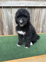 Bailey, a female Bernedoodle for sale in Walnut, MS – 6 of 8
