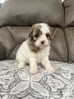 Maggie, a female Cavapoo for sale in Walnut, MS – 5 of 8