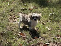Jaminson , a male Shih Tzu for sale in Walnut, MS – 4 of 7