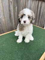 Ella, a female Cavapoo for sale in Walnut, MS – 6 of 7