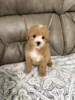 Bear, a male Miniature Goldendoodle for sale in Walnut, MS – 4 of 8
