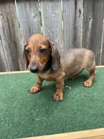 Oscar, a male Miniature Dachshund for sale in Walnut, MS – 7 of 8