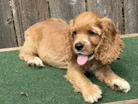 Jax, a male Cocker Spaniel for sale in Walnut, MS – 4 of 5