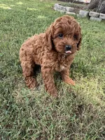 Maddie, a female Cockapoo for sale in Walnut, MS – 7 of 8