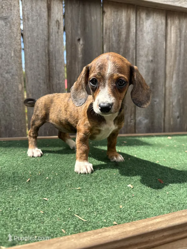 Tinker – Miniature Dachshund puppy for sale in Walnut, MS