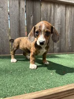 Tinker, a female Miniature Dachshund for sale in Walnut, MS – 1 of 6