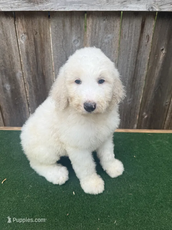 Stella – Bernedoodle puppy for sale in Walnut, MS