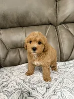 Cooper, a male Miniature Goldendoodle for sale in Walnut, MS – 4 of 8