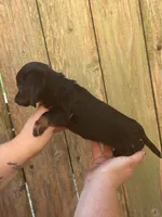 Lady, a female Miniature Dachshund for sale in Walnut, MS – 2 of 6