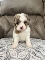Maggie, a female Cavapoo for sale in Walnut, MS – 7 of 8