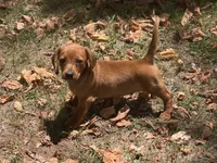 Reese , a male Miniature Dachshund for sale in Walnut, MS – 3 of 4