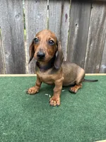 Oscar, a male Miniature Dachshund for sale in Walnut, MS – 8 of 8