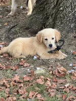 Buddy, a male Golden Retriever for sale in Walnut, MS – 2 of 4