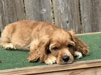 Jax, a male Cocker Spaniel for sale in Walnut, MS – 5 of 5