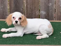 Lou baby , a male Cavalier King Charles Spaniel and Shih Tzu for sale in Walnut, MS – 2 of 3