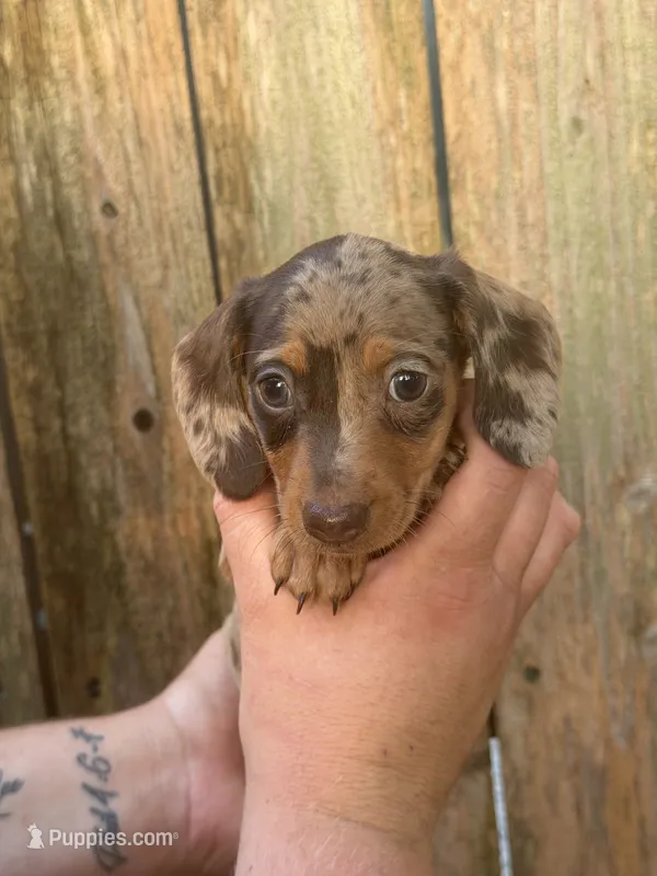 Damon – Miniature Dachshund puppy for sale in Walnut, MS