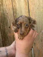 Damon, a male Miniature Dachshund for sale in Walnut, MS – 1 of 5