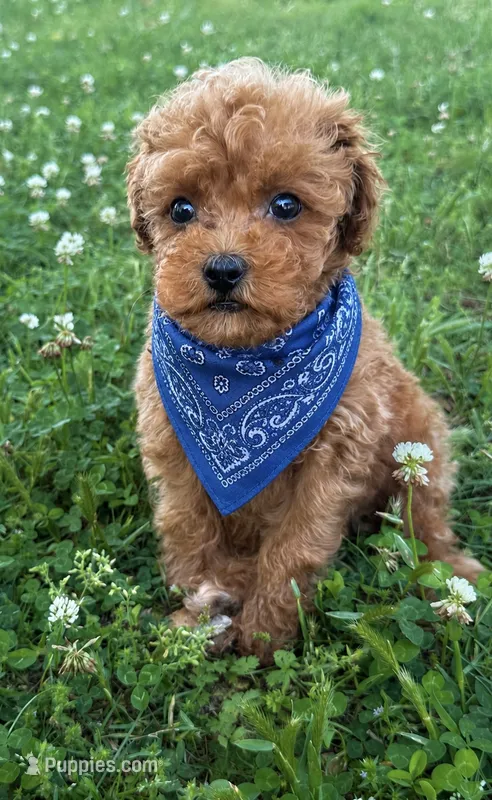 Buddy – Miniature Goldendoodle puppy for sale in Walnut, MS