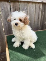 Macy, a female Miniature Goldendoodle for sale in Walnut, MS – 4 of 7