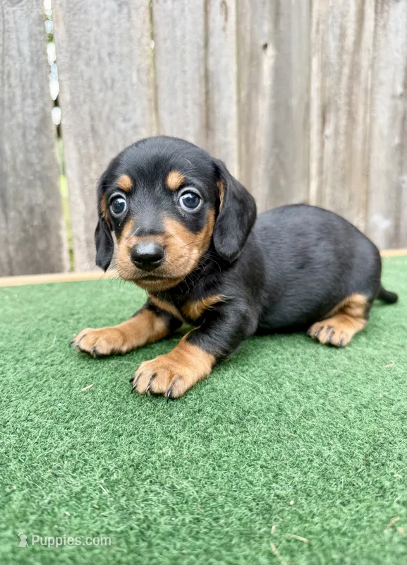 Peanut – Miniature Dachshund puppy for sale in Walnut, MS