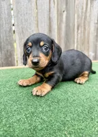 Peanut, a male Miniature Dachshund for sale in Walnut, MS – 1 of 6