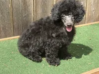 Chase, a male Poodle - Miniature  for sale in Walnut, MS – 5 of 5