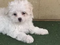 Snow , a female Maltese for sale in Walnut, MS – 5 of 5