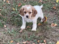 Sebastian , a male Cockalier for sale in Walnut, MS – 2 of 3