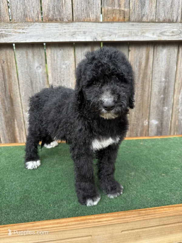 Bailey – Bernedoodle puppy for sale in Walnut, MS