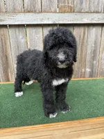Bailey, a female Bernedoodle for sale in Walnut, MS – 1 of 8