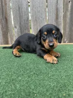 Peanut, a male Miniature Dachshund for sale in Walnut, MS – 2 of 6