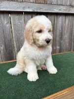 Max, a male Bernedoodle for sale in Walnut, MS – 9 of 9