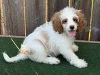 Megan, a female Cockapoo for sale in Walnut, MS – 4 of 4