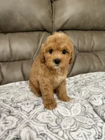 Cooper, a male Miniature Goldendoodle for sale in Walnut, MS – 3 of 8