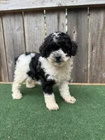 Oreo, a male Poodle - Miniature  for sale in Walnut, MS – 6 of 6
