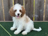 Megan, a female Cockapoo for sale in Walnut, MS – 3 of 4