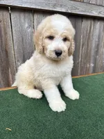 Max, a male Bernedoodle for sale in Walnut, MS – 8 of 9