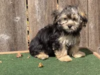 Jag , a male Morkie for sale in Walnut, MS – 3 of 5