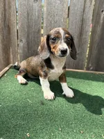 Bella, a female Miniature Dachshund for sale in Walnut, MS – 3 of 10